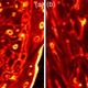 The microscopic details of a crew member’s femur, as seen by confocal X-ray fluorescence imaging. It shows a map of lead concentrations, where the yellow indicates lighter concentrations, and the darker red indicates heavier concentrations.